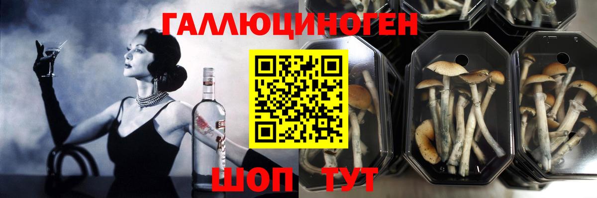 Псилоцибиновые грибы Psilocybe  Вход с VPN  Десногорск 